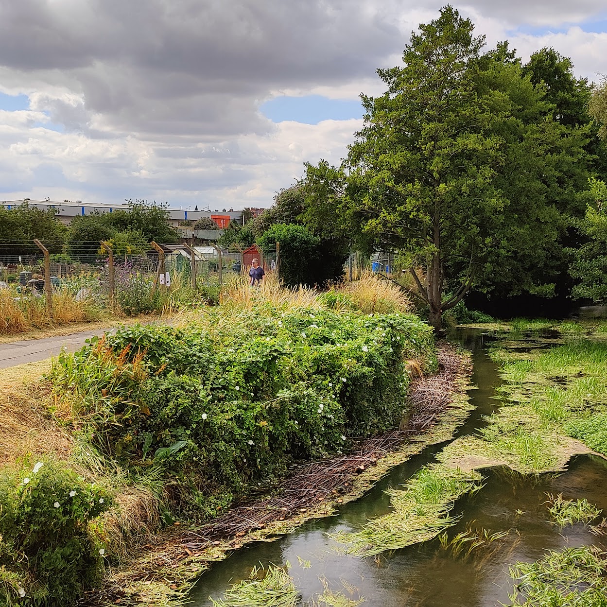 St Catherines Road Blue Green Corridor